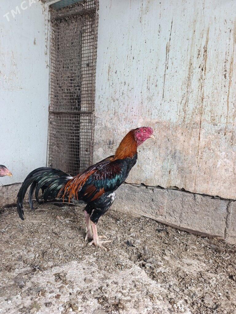 bayes horaz - Теджен - img 4