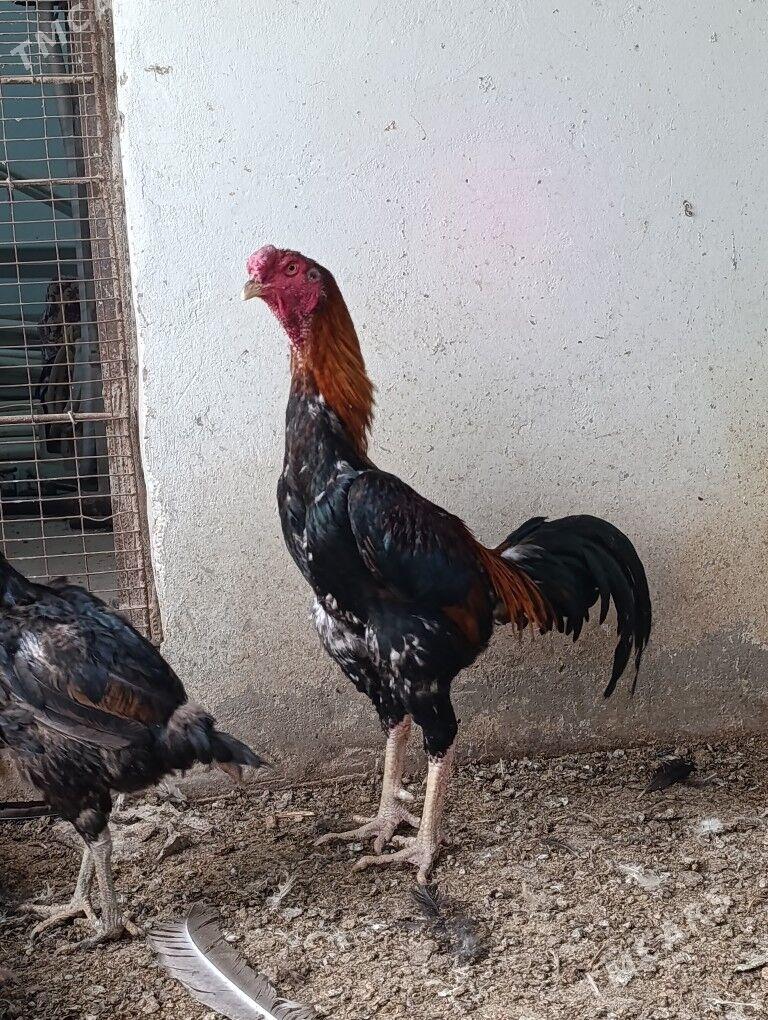 bayes horaz - Теджен - img 1