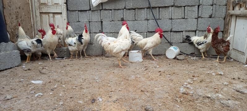 Adle Brau Suse Lego Sedi horaz - Ашхабад - img 4