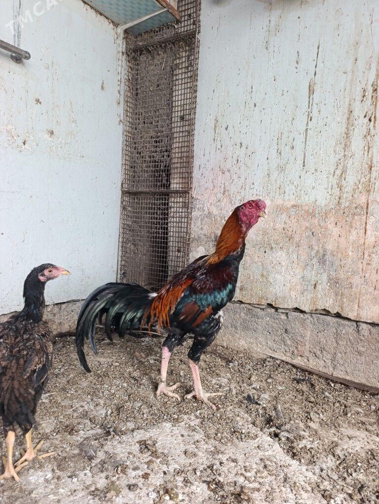 bayes horaz - Теджен - img 2