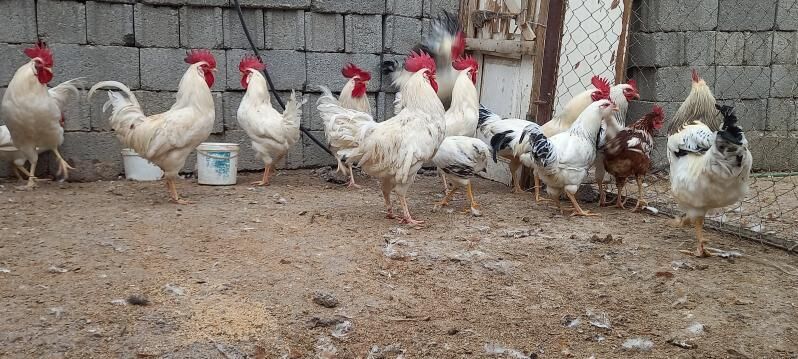 Adle Brau Suse Lego Sedi horaz - Ашхабад - img 5