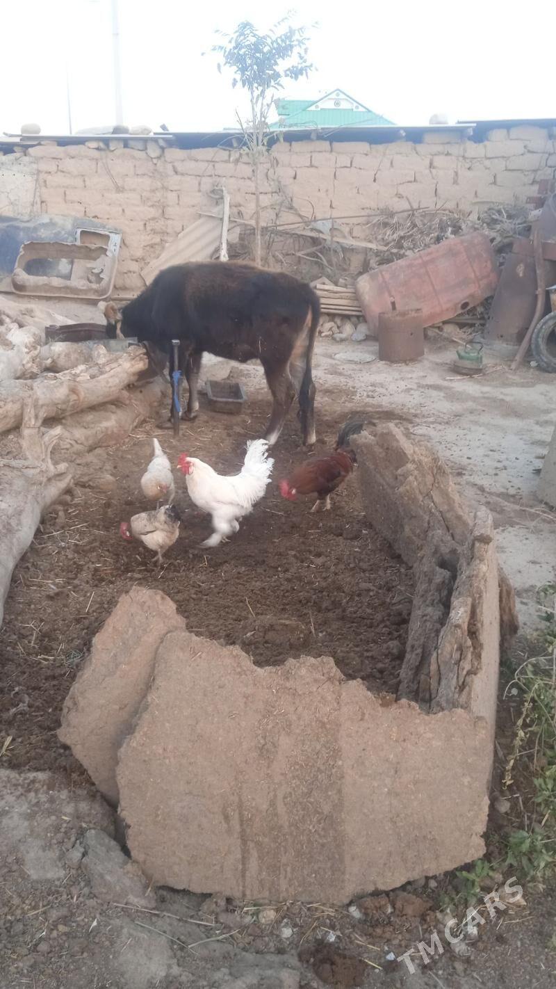 HORAZ - Гызыларбат - img 1