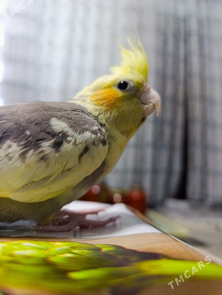 karella - Теджен - img 1