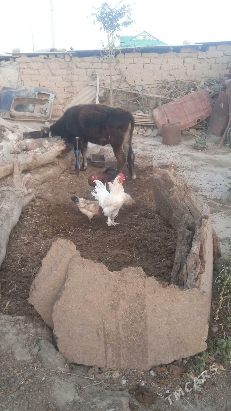 HORAZ - Гызыларбат - img 2