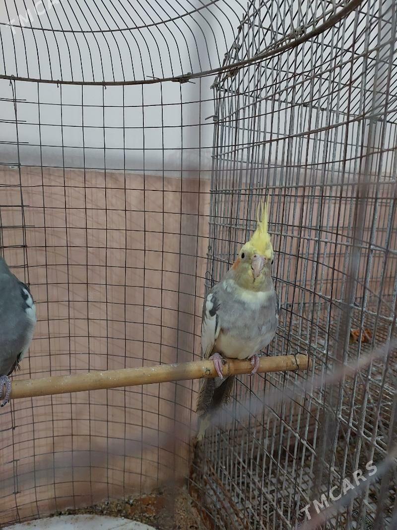 karella - Теджен - img 3