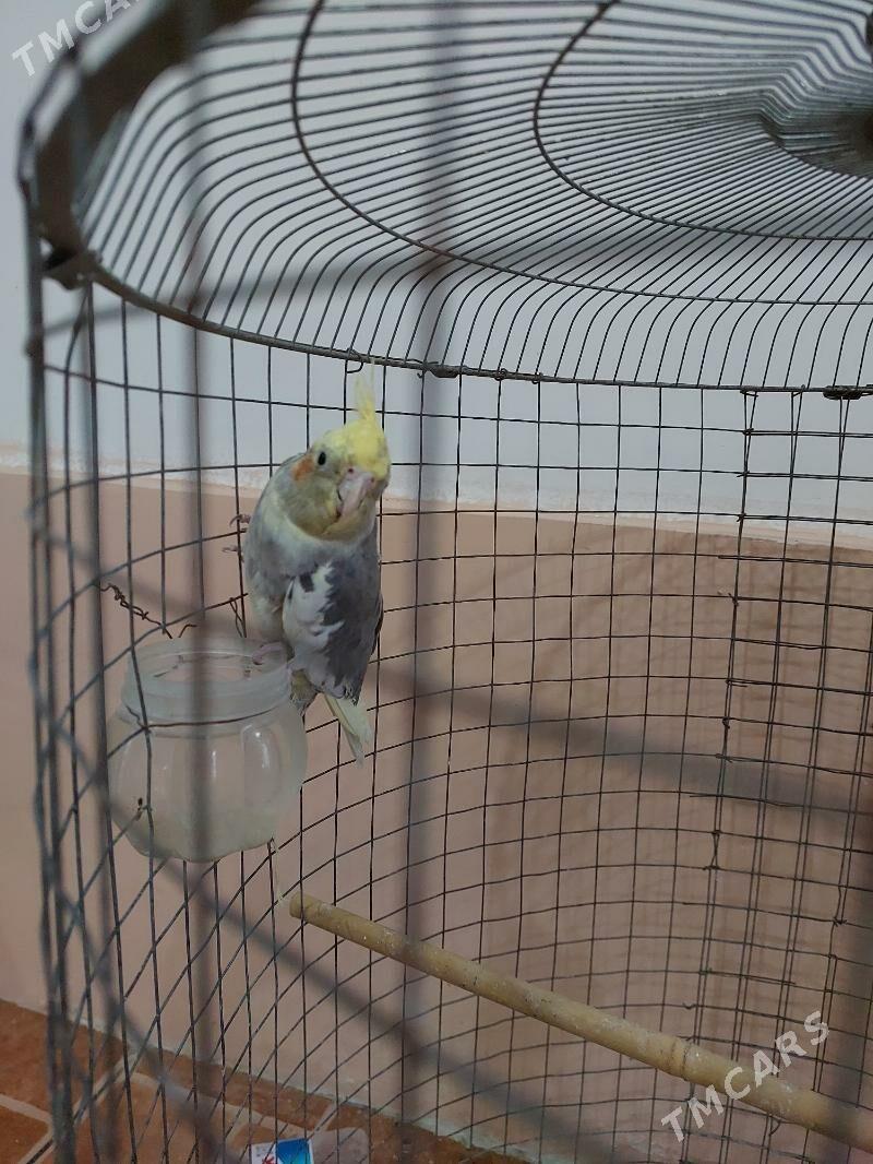 karella - Теджен - img 2