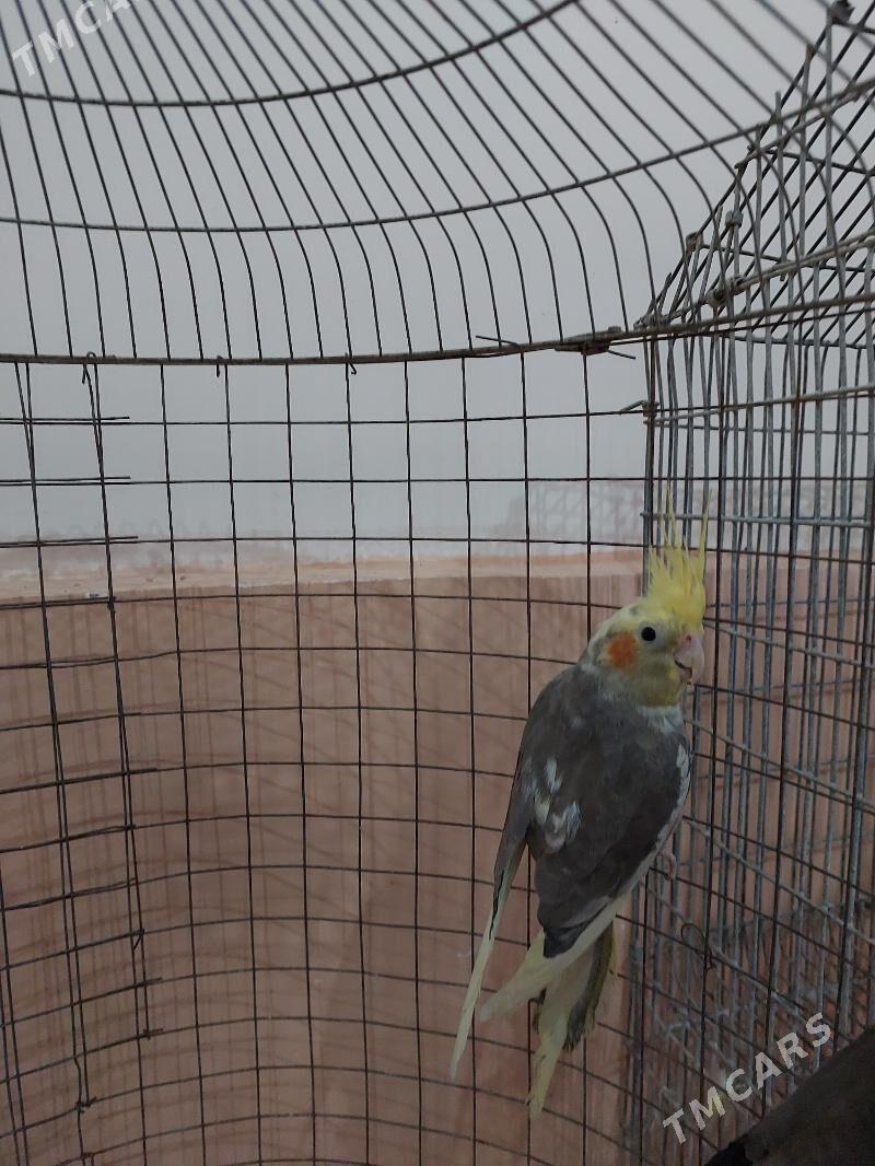 karella - Теджен - img 4