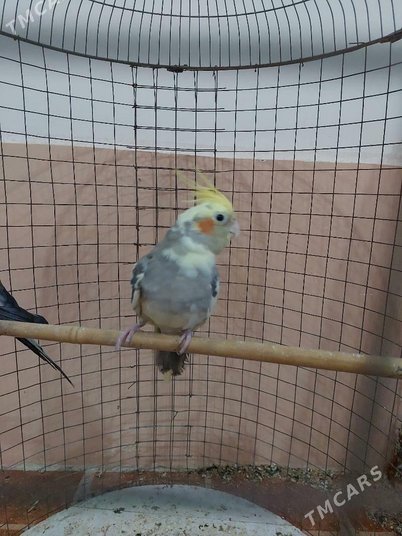 karella - Теджен - img 5