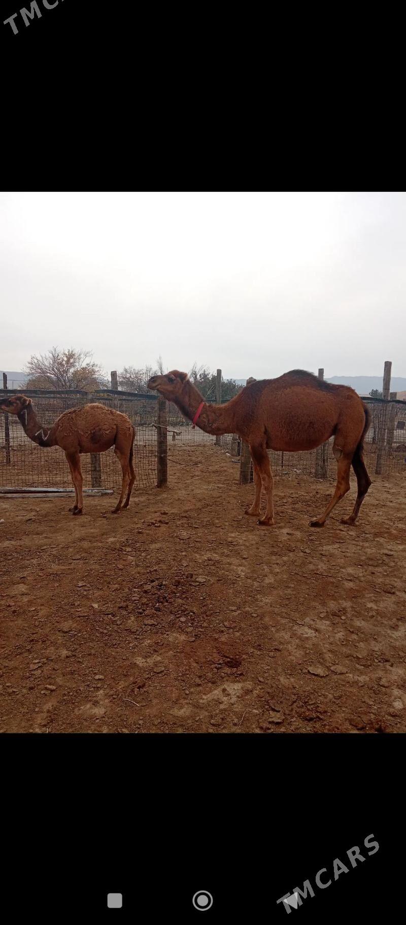 Düýe - Гумдаг - img 3