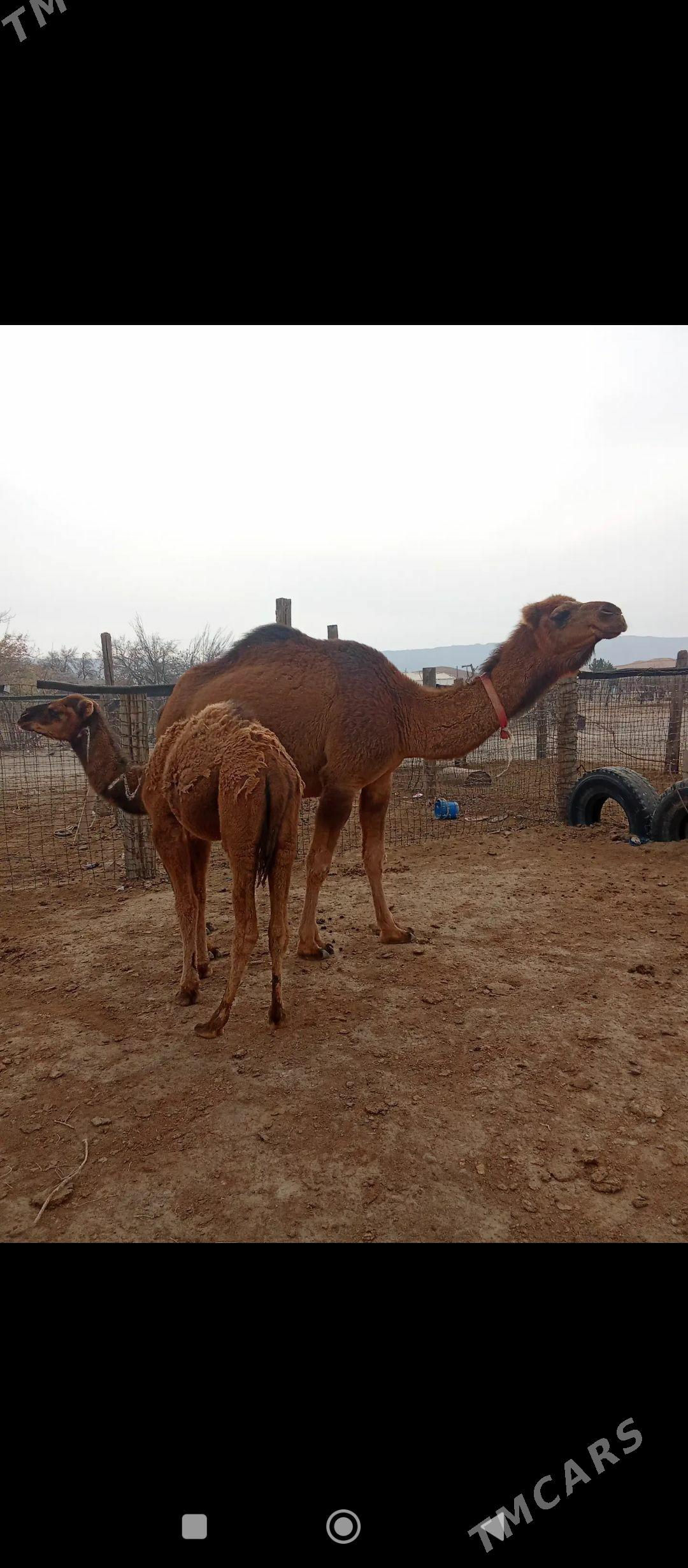 Düýe - Гумдаг - img 6