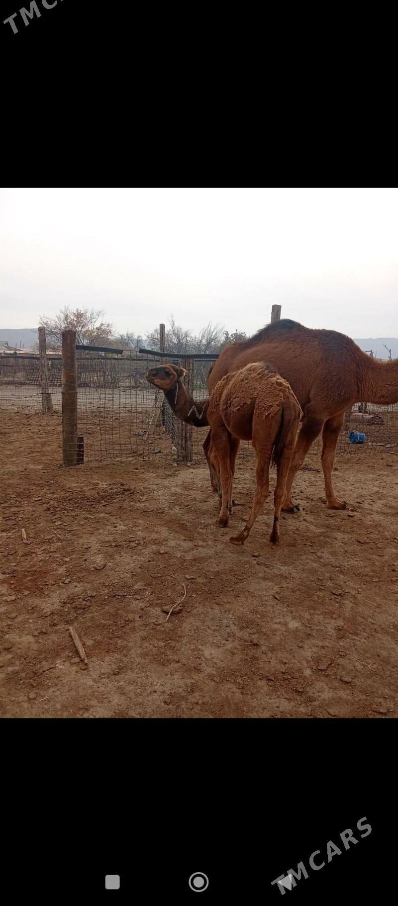 Düýe - Гумдаг - img 7