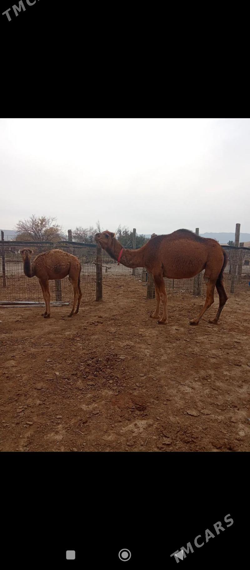 Düýe - Гумдаг - img 4