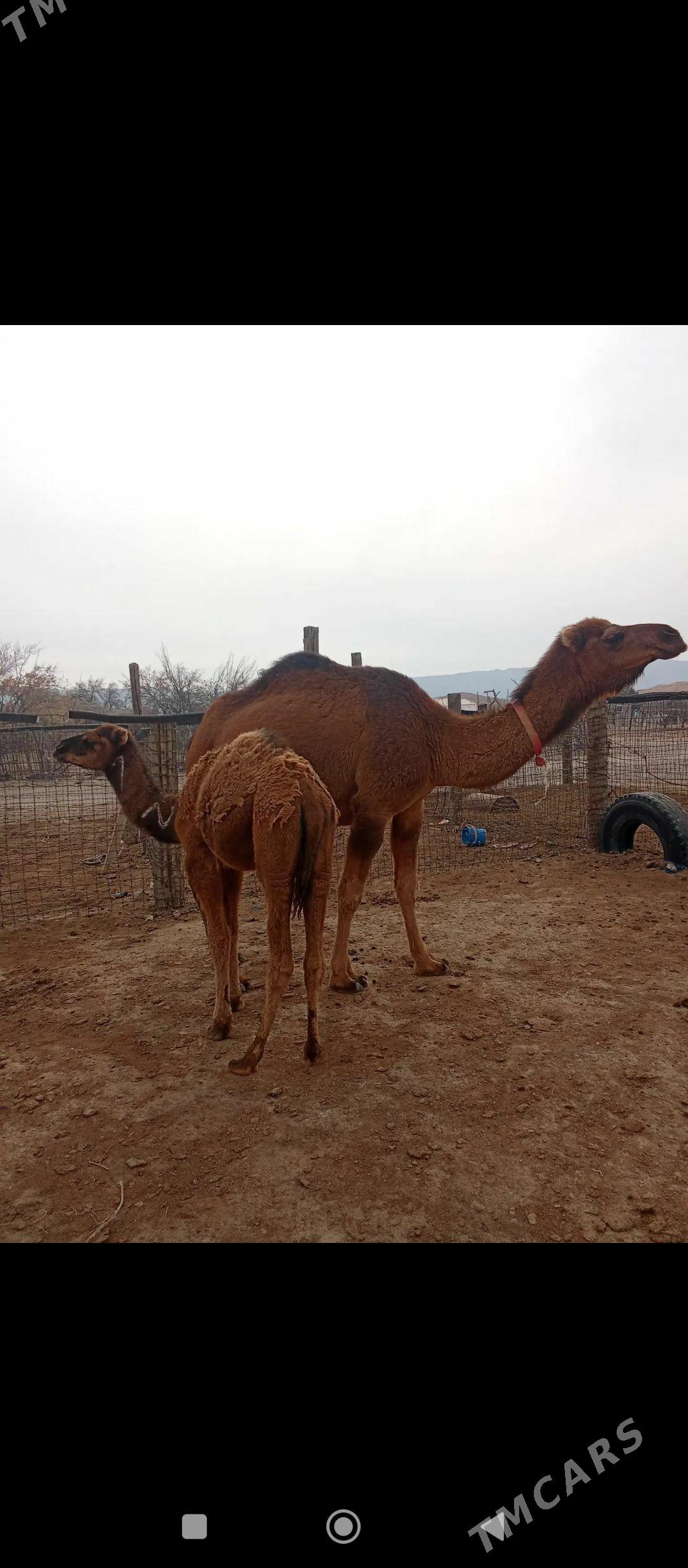 Düýe - Гумдаг - img 2