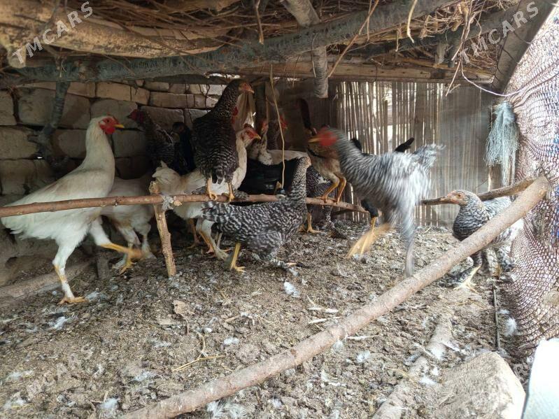 gegant horazlar - Сакар - img 4