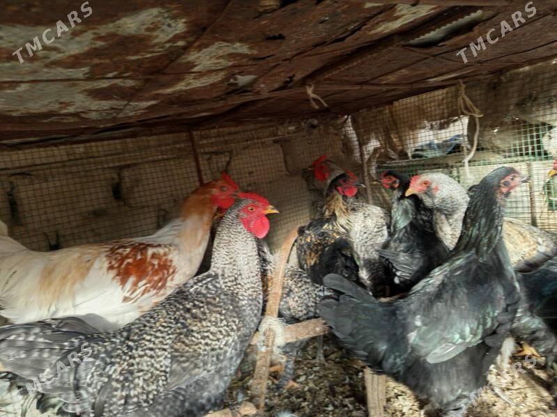 gegant horazlar - Сакар - img 10