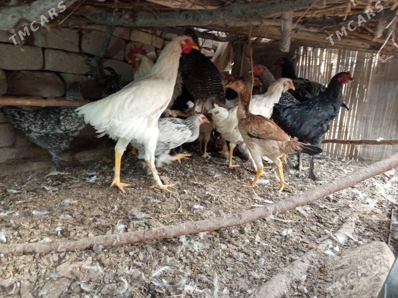 gegant horazlar - Сакар - img 6