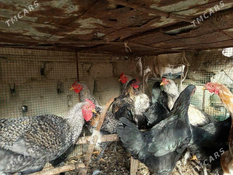 gegant horazlar - Сакар - img 8