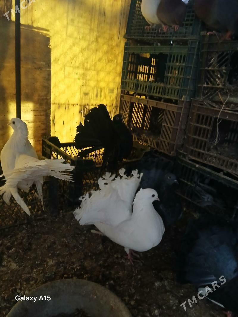 kepderi - Bagyr - img 2