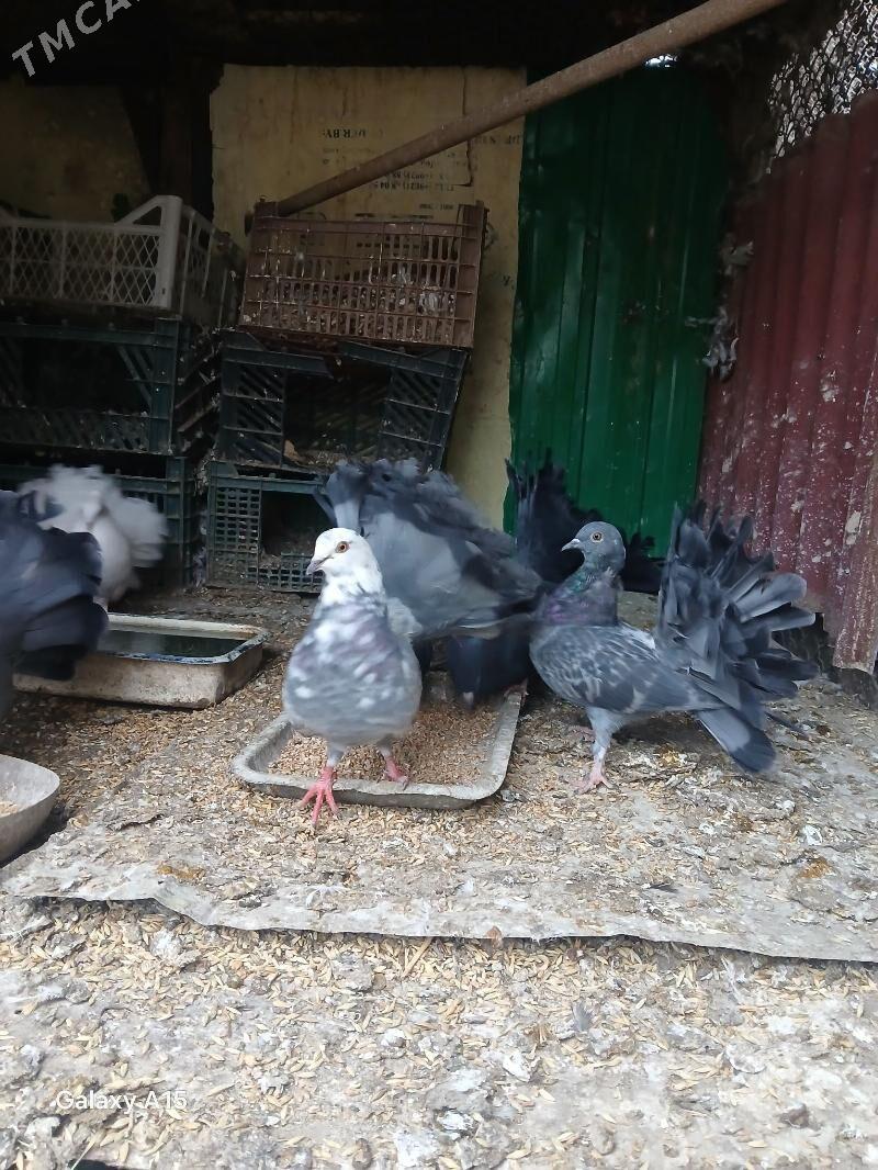 kepderi - Bagyr - img 3