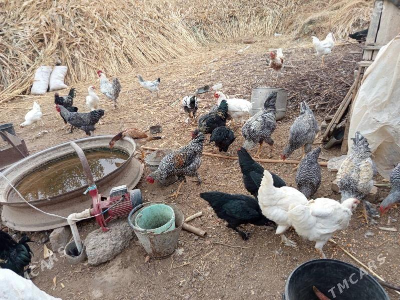 gegant horazlar - Сакар - img 5