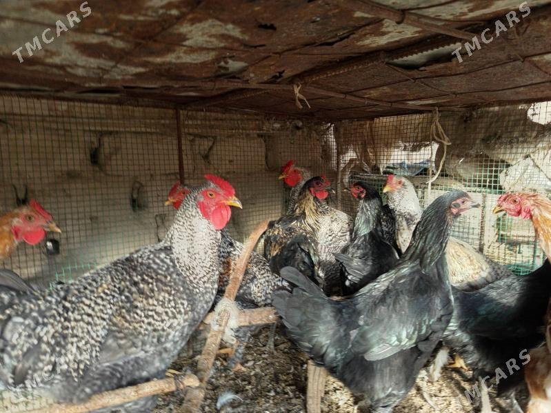 gegant horazlar - Сакар - img 9