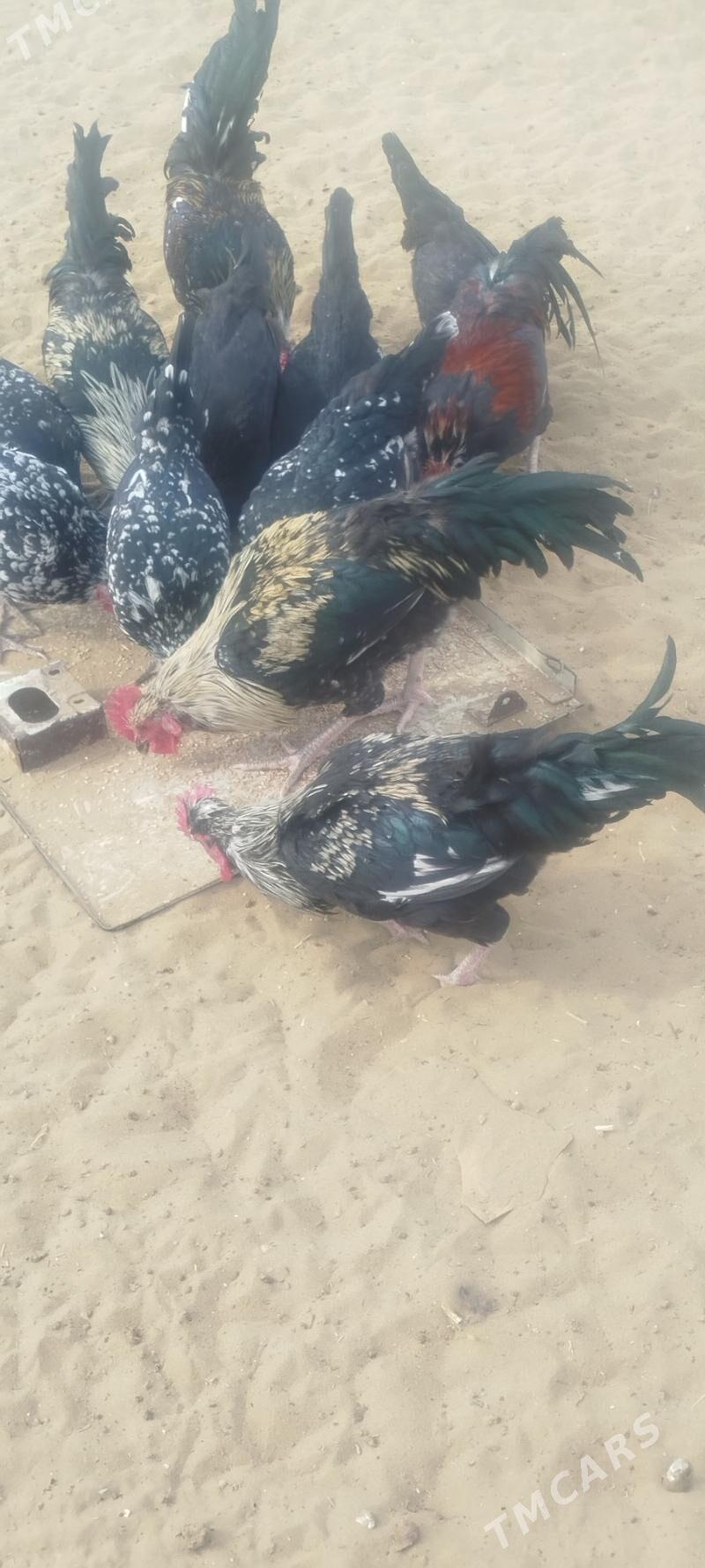 horoz - Türkmenbaşy - img 5