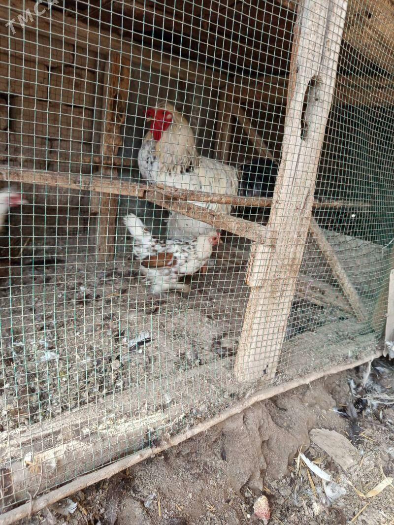 gegant horazlar - Сакар - img 7