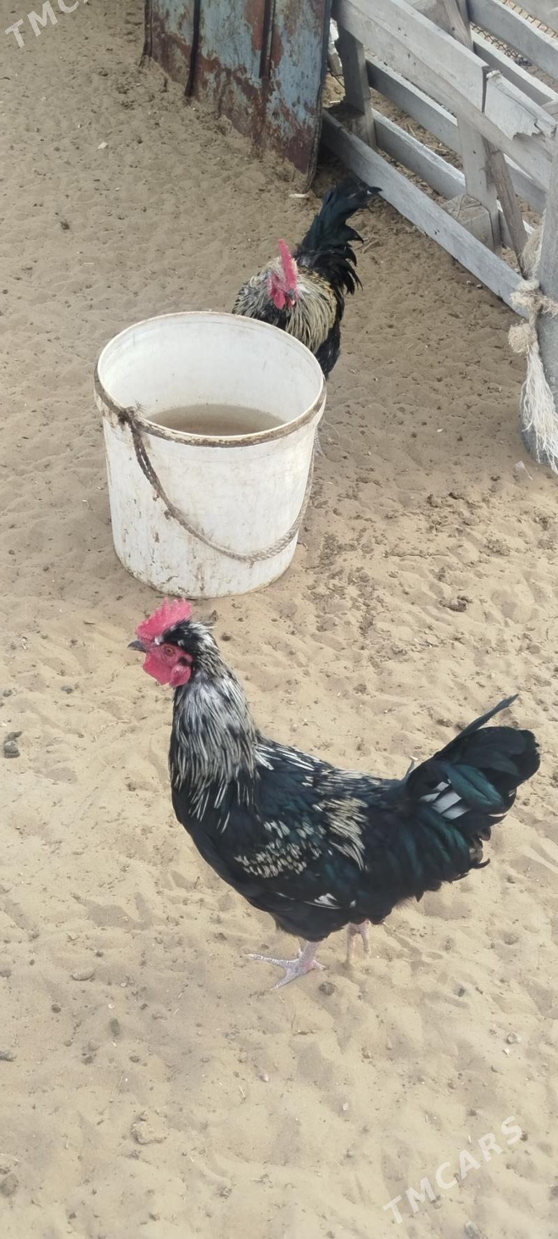 horoz - Türkmenbaşy - img 3