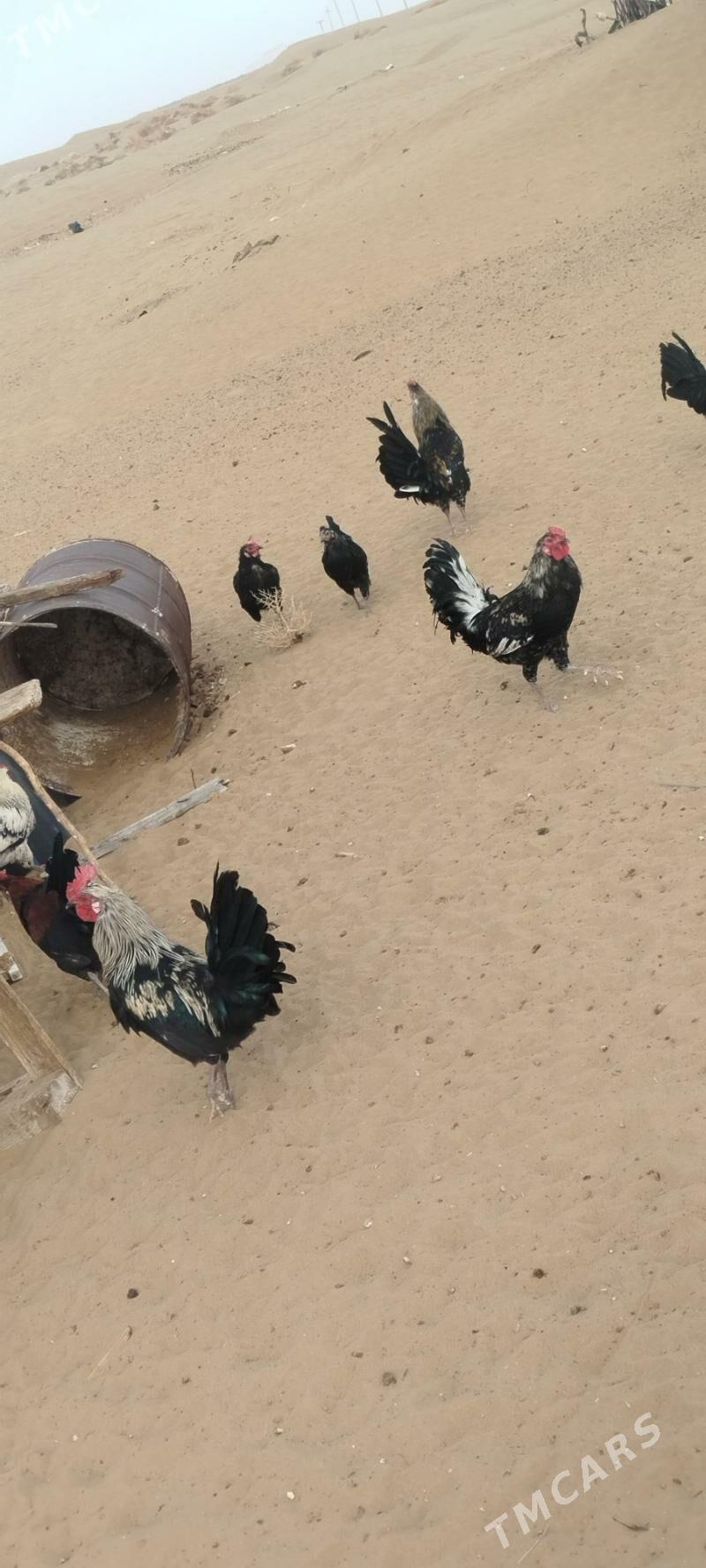 horoz - Türkmenbaşy - img 2