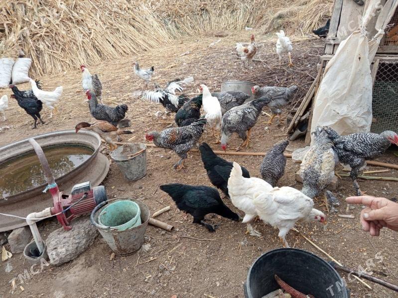 gegant horazlar - Сакар - img 3