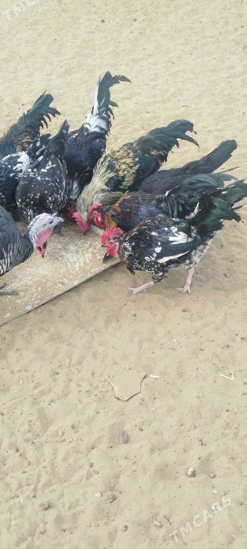 horoz - Türkmenbaşy - img 6