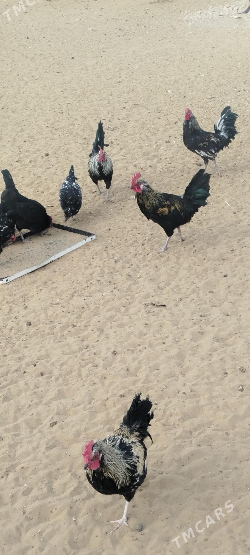 horoz - Türkmenbaşy - img 4