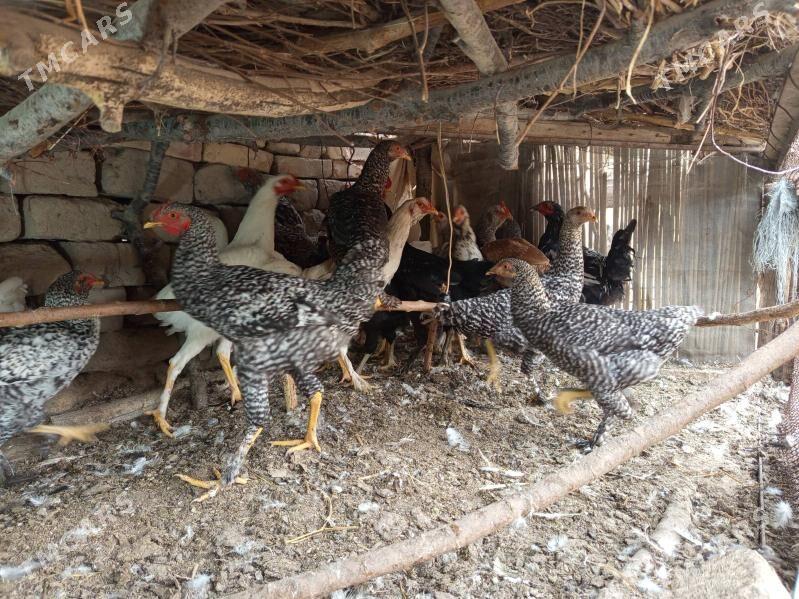 gegant horazlar - Сакар - img 2