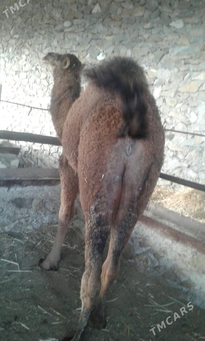 2 ogsuk - Берекет - img 1