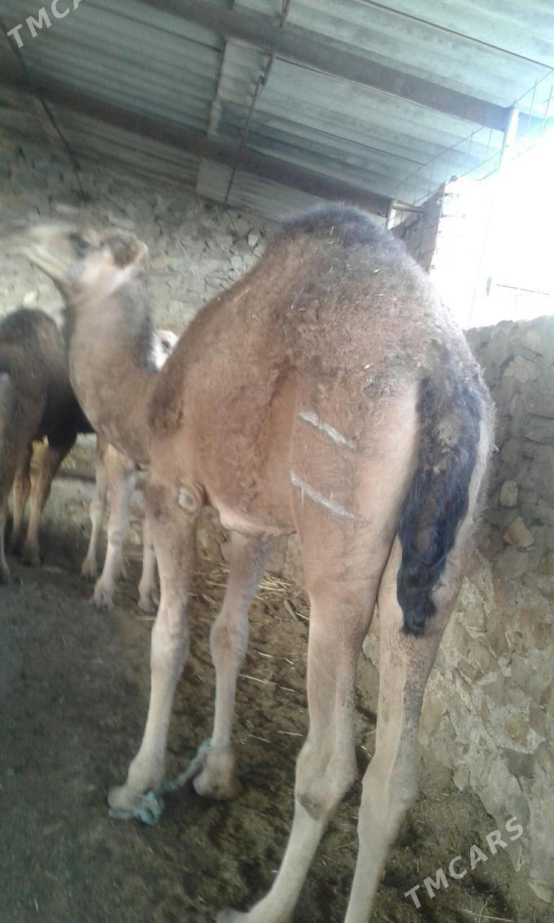 2 ogsuk - Берекет - img 2