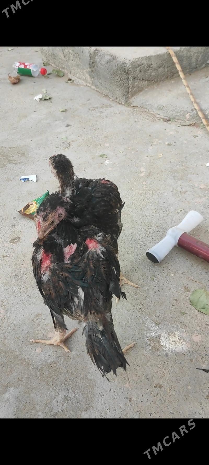 taskent juyje - Анев - img 3