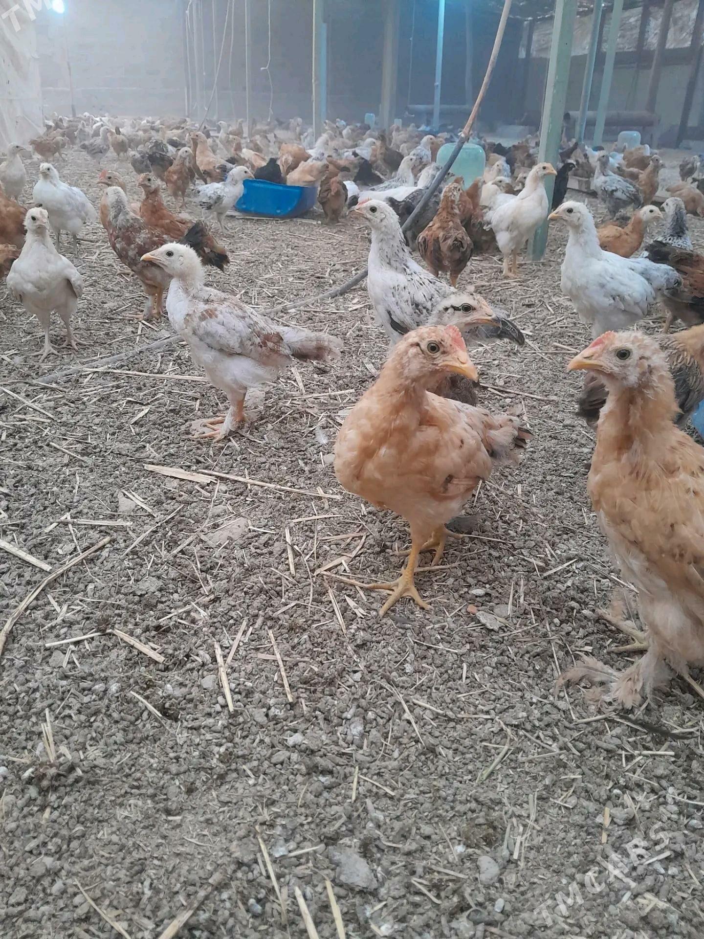 Juyje - Gökje - img 4