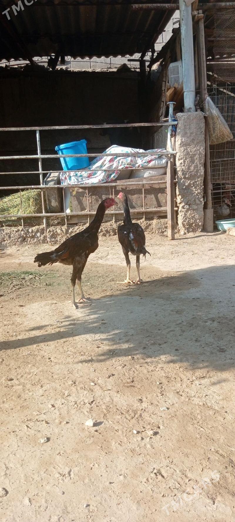 taskent juyje - Анев - img 2