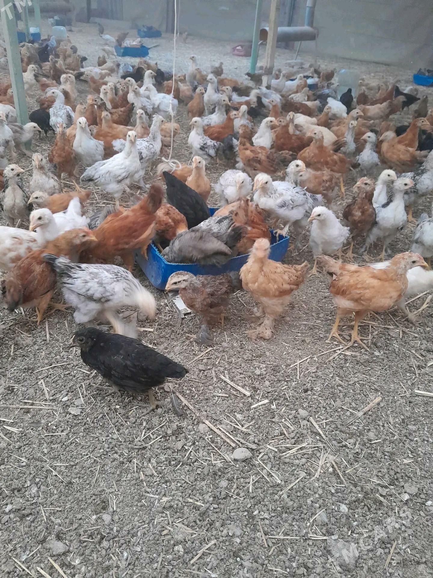 Juyje - Gökje - img 2