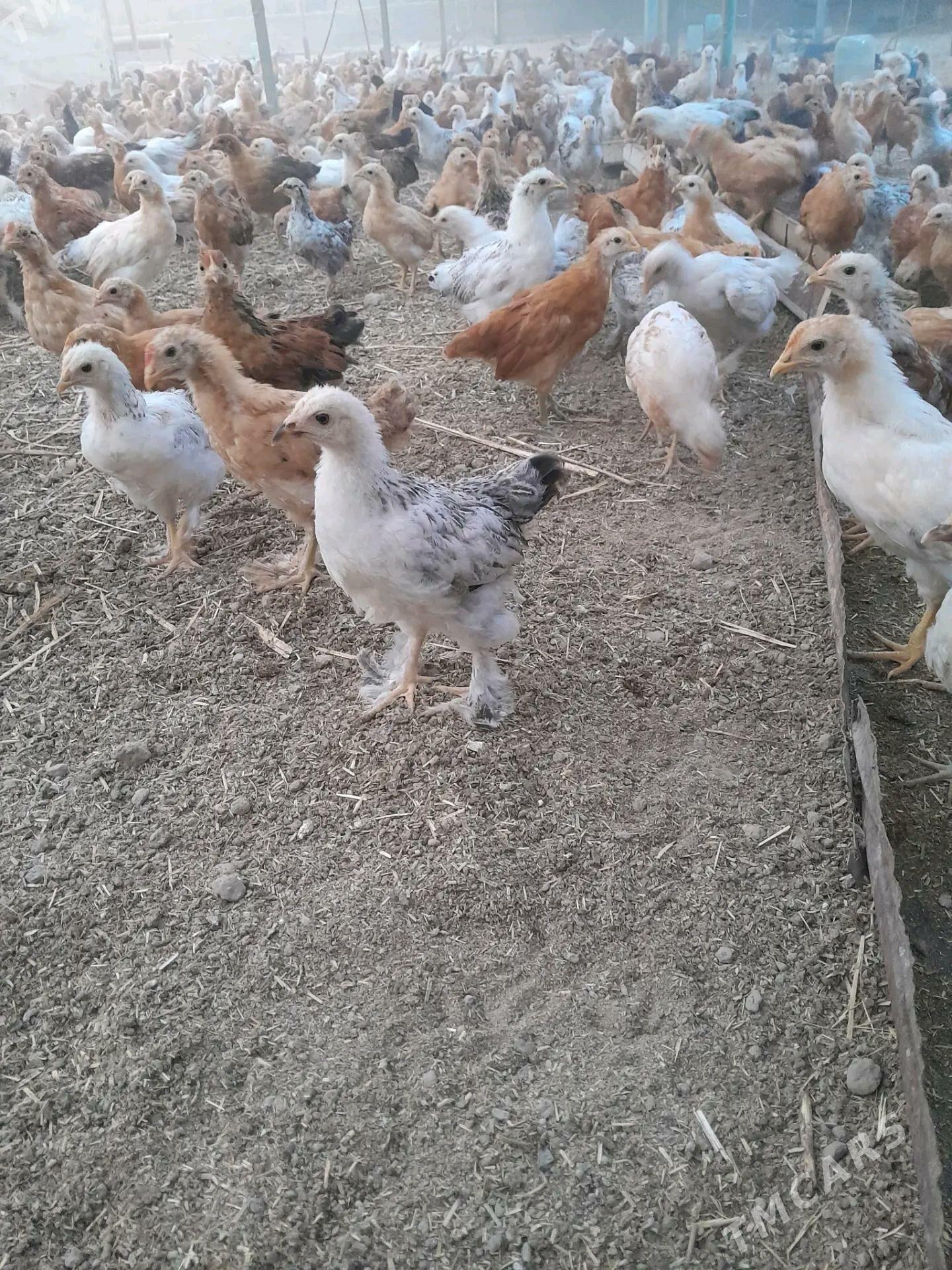 Juyje - Gökje - img 3