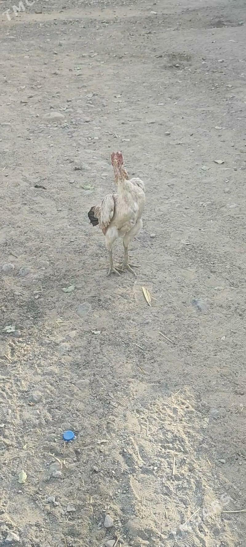 taskent towuk - Анев - img 1