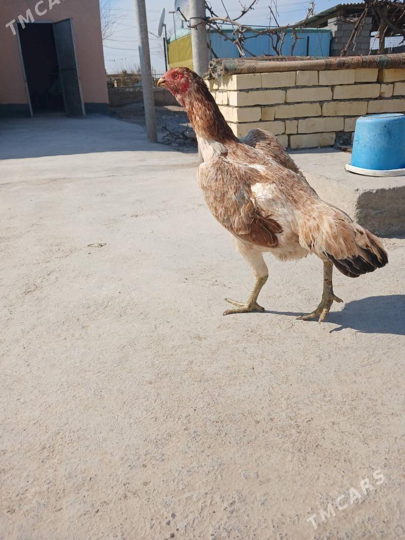 taskent towuk - Анев - img 2