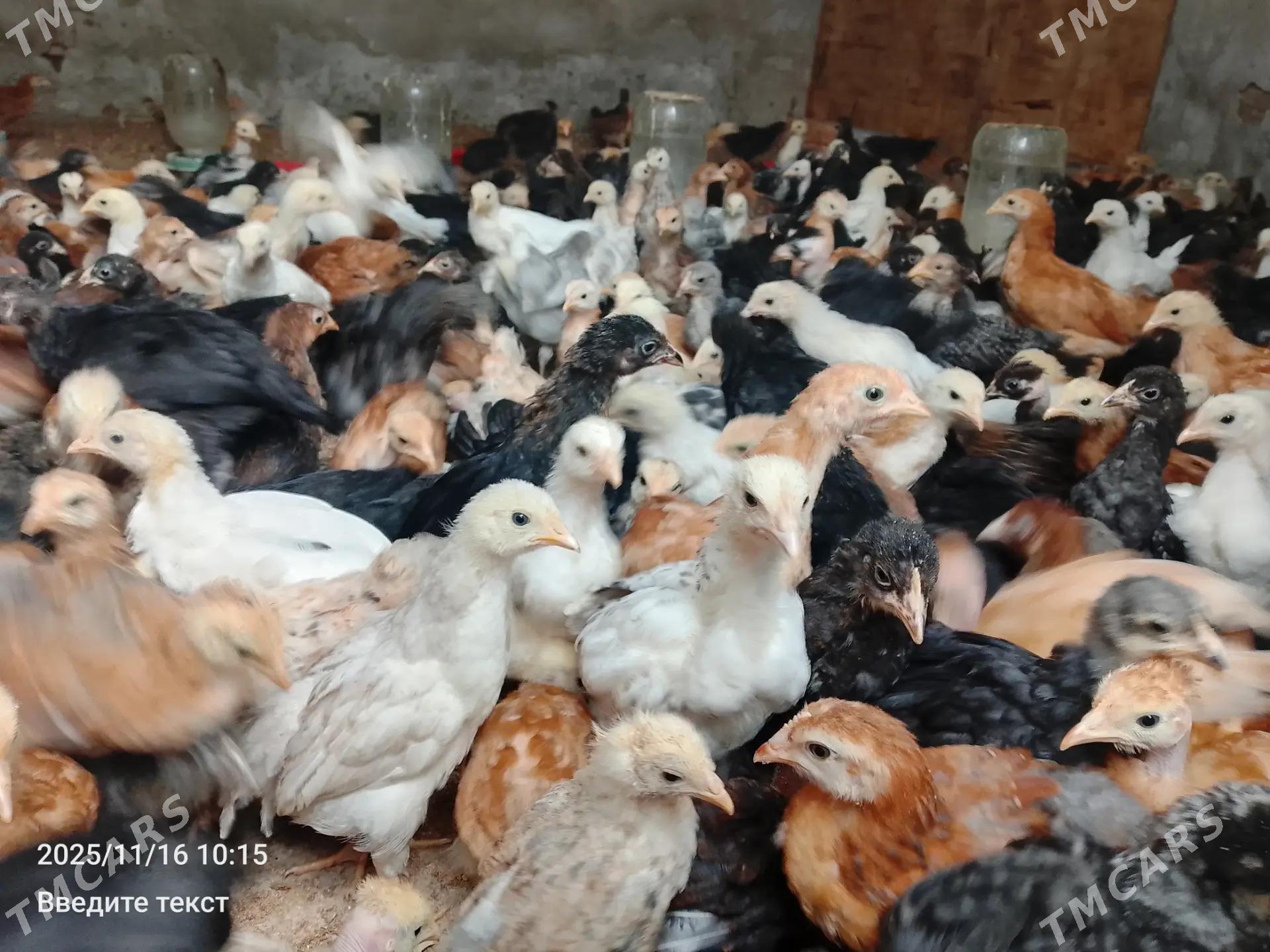 Her hili paroda juyje bar  - Туркменабат - img 2