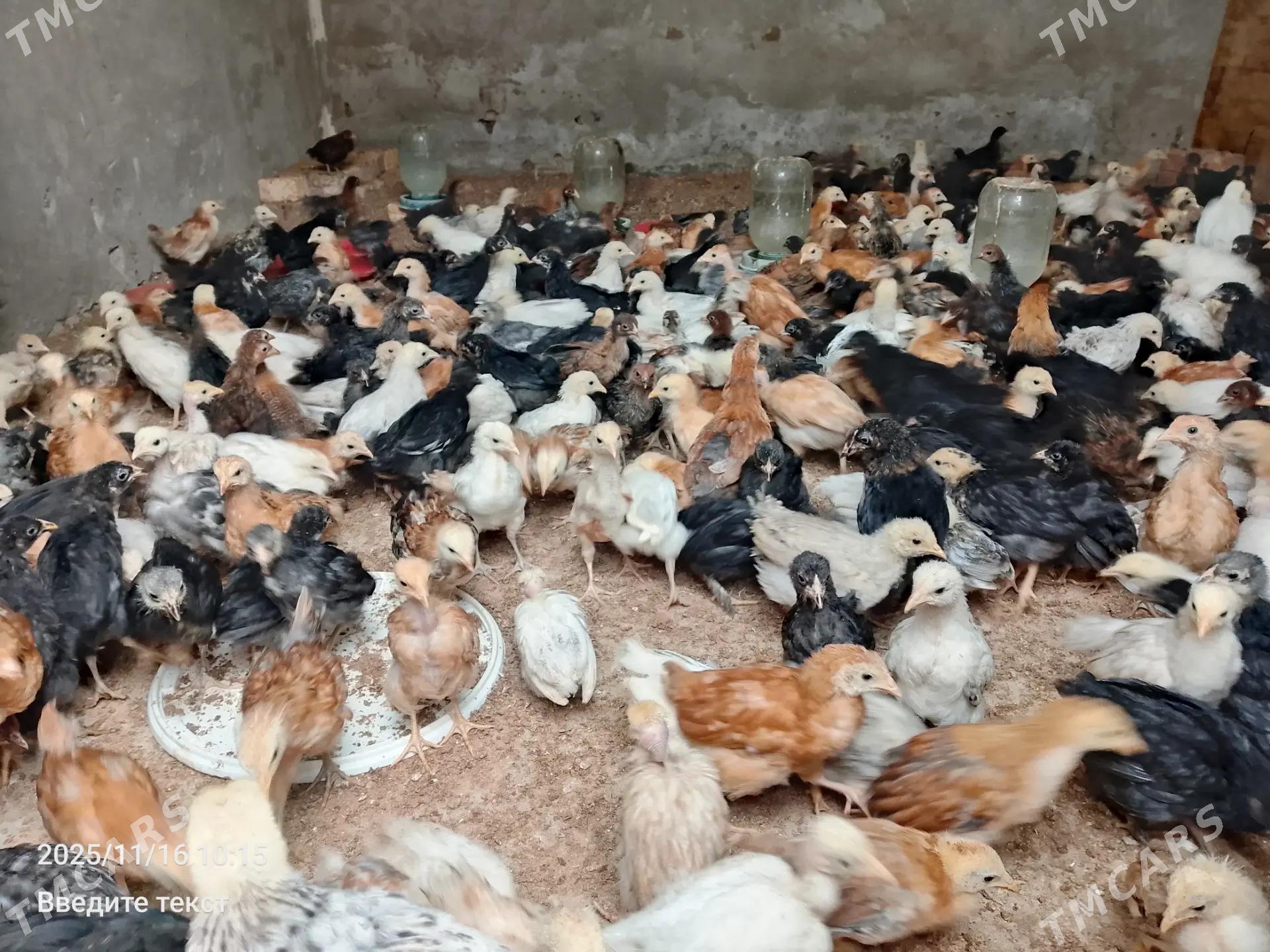 Her hili paroda juyje bar  - Туркменабат - img 4