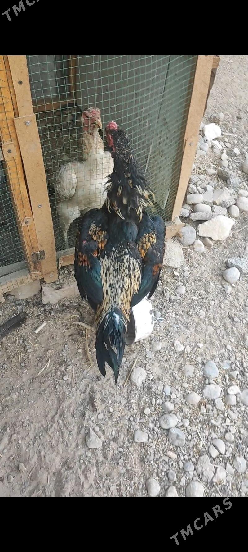 taskent horaz - Анев - img 2