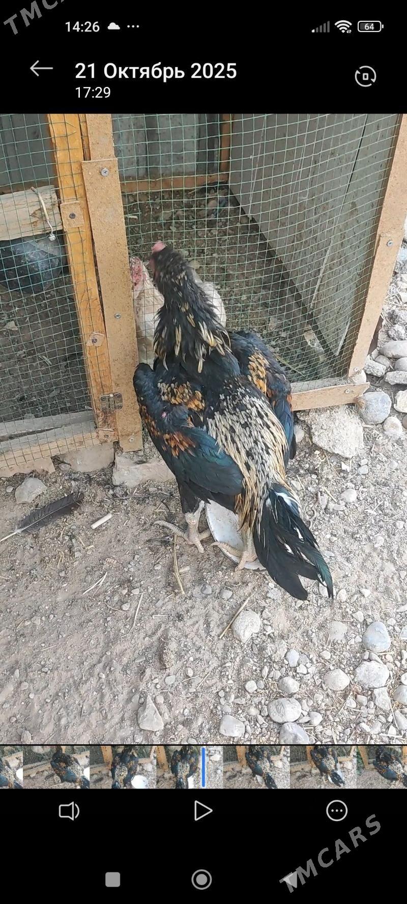 taskent horaz - Анев - img 3