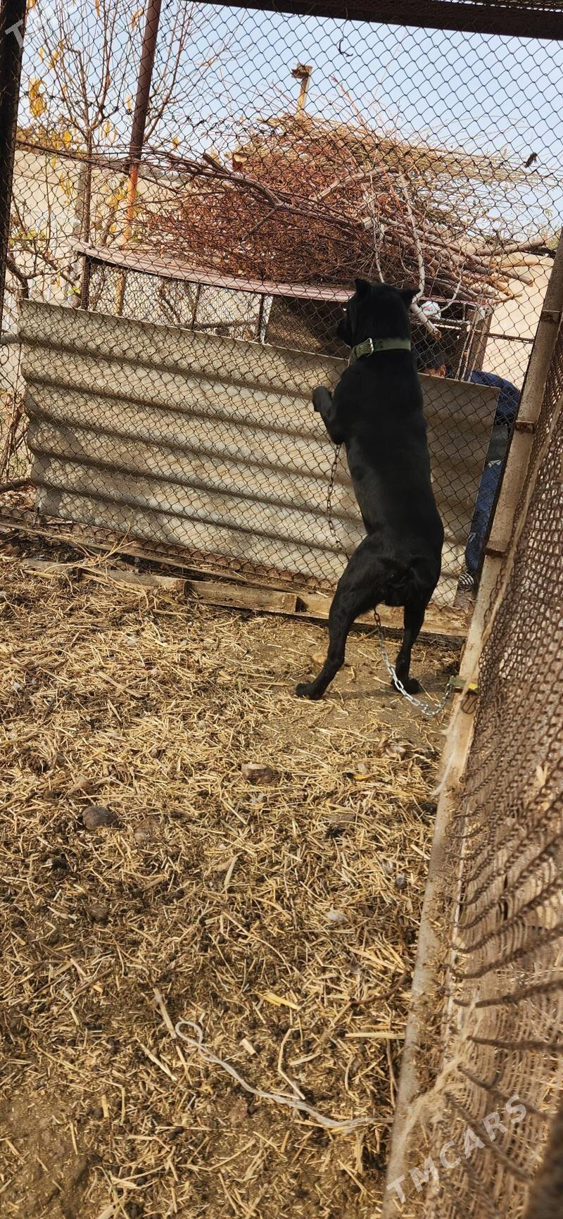 Bagira - Sakar - img 3