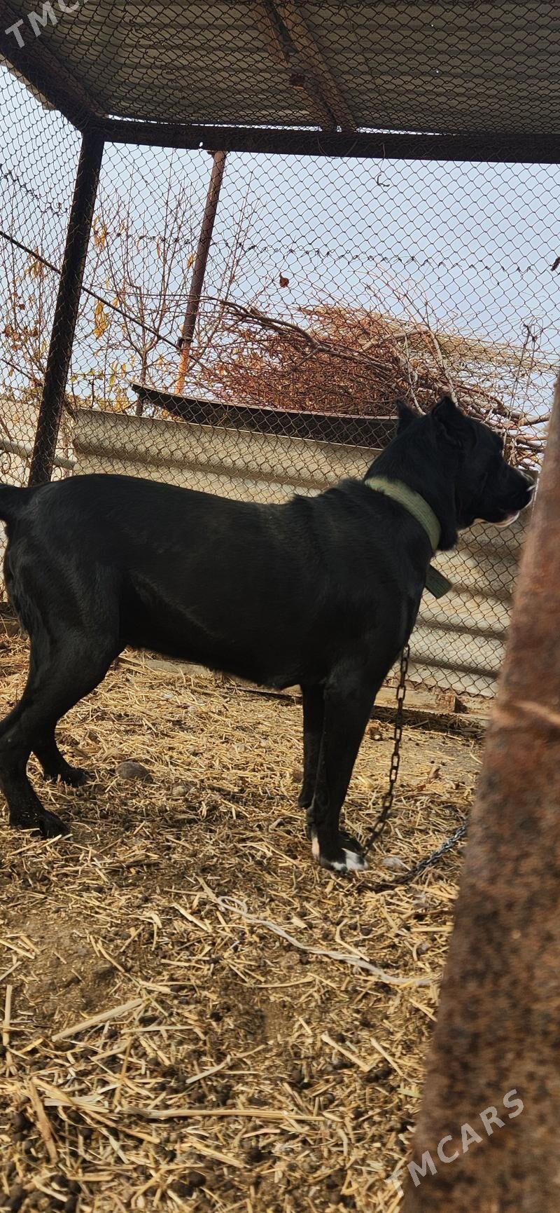 Bagira - Sakar - img 2