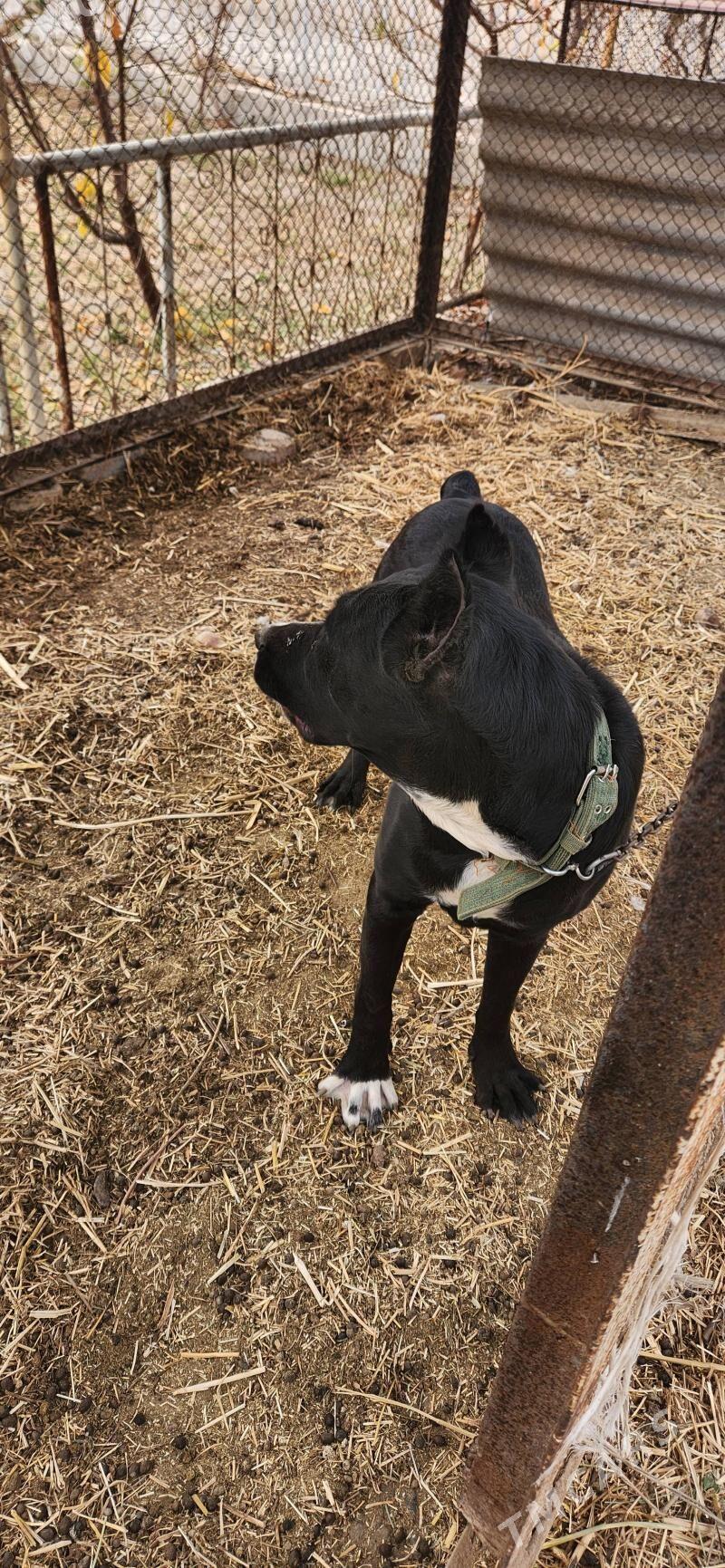 Bagira - Sakar - img 4