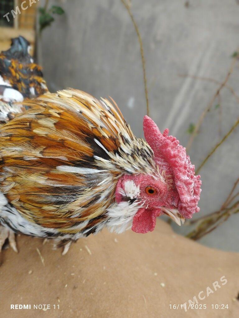 Karlık 1 para - Бузмеин - img 1